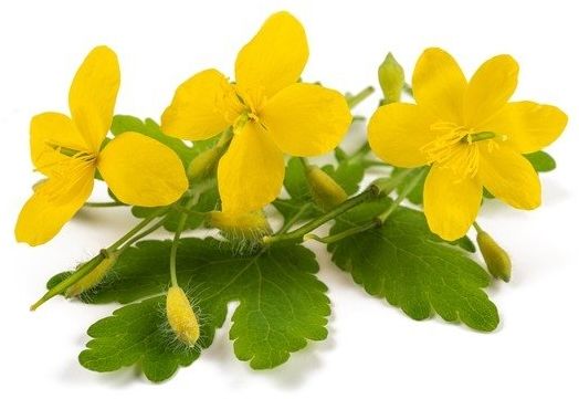 EQUIHERBS Glistnik jaskółcze ziele 2,5 kg