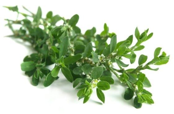 EQUIHERBS Rdest ptasi 0,5 kg