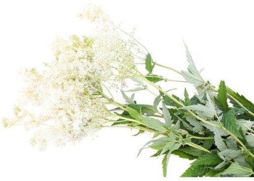 EQUIHERBS Wiązówka błotna 1 kg