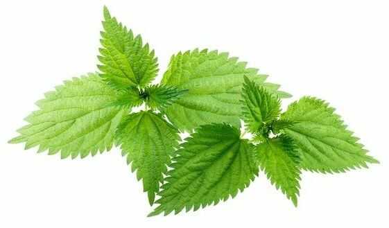 EQUIHERBS Pokrzywa zwyczajna 2,5 kg