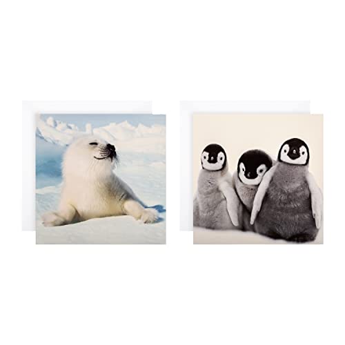 Hallmark Polar Animals zapakowane kartki świąteczne od Hallmark - 10 kart w 2 wzorach fotograficznych
