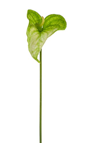 Express Flor 4 sztuczne anturiany, 74 cm, zielone