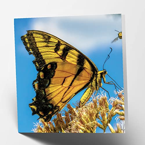 Maturi Motyl kwadrat pusta kartka urodzinowa 441108