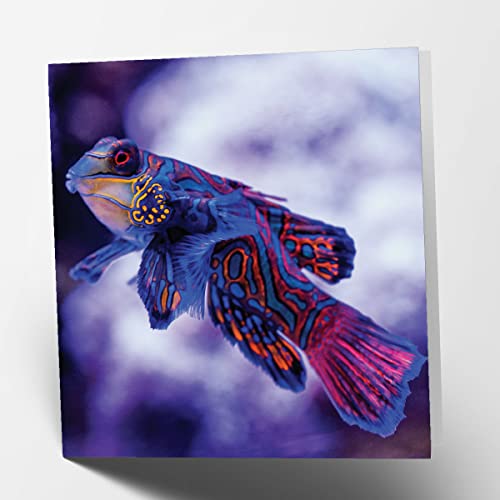 Maturi Ryba kwadrat pusta kartka urodzinowa 441069