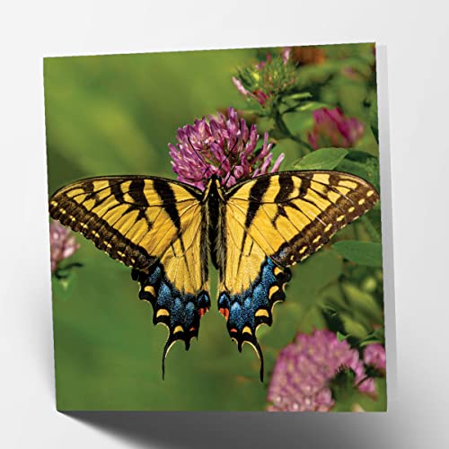 Motyl kwadrat pusta kartka urodzinowa