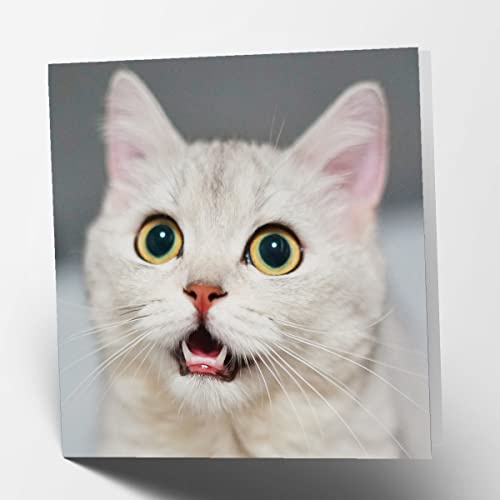 Maturi Begging Cat Square Blank Birthday Kartka z życzeniami 441079