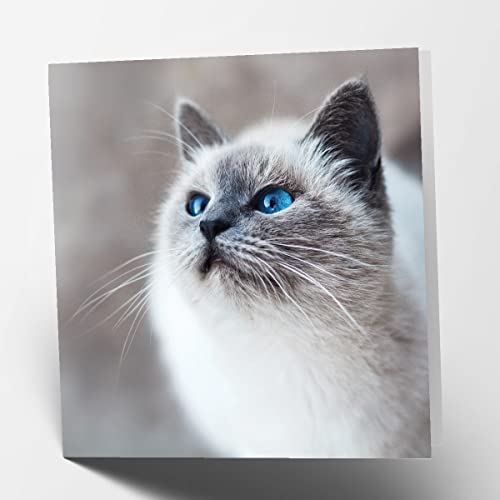 Maturi Happy Cat kwadratowa pusta kartka z życzeniami urodzinowymi 441100