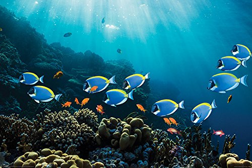 Pyramid Posters Prionurus laticlavius i Goldies Korale - plakat 91,5x61 PP34124