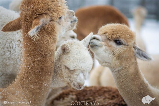 Coniraya Spacer z alpakami dla dwojga - Michałowice