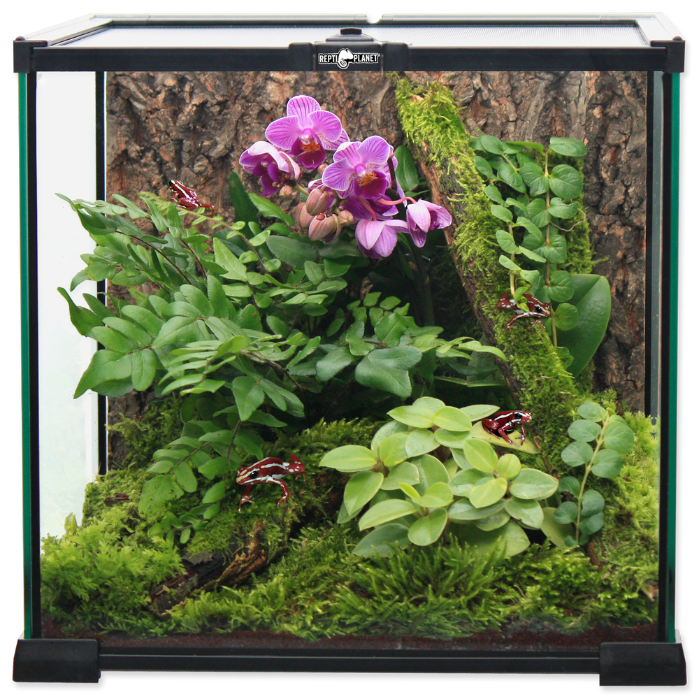 Repti Planet REPTI PLANET terrarium szklane 20x20x20cm