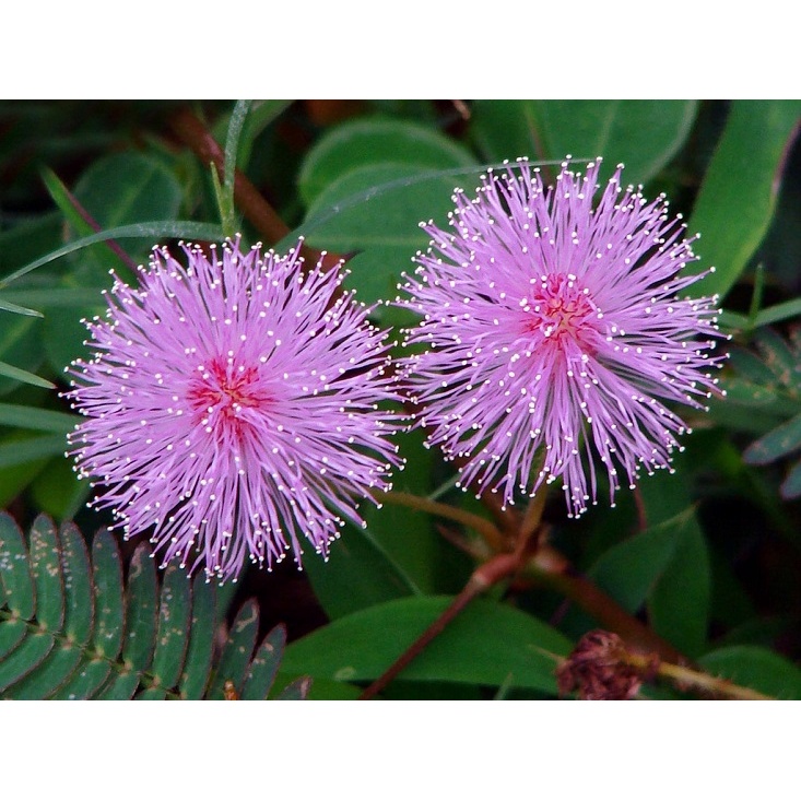 MIMOZA WSTYDLIWA (MIMOSA PUDICA) 20 NASION
