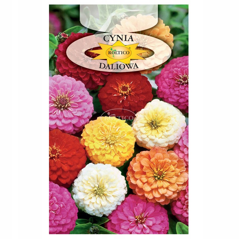 CYNIA DALIOWA MIESZANKA duża paczka NASIONA