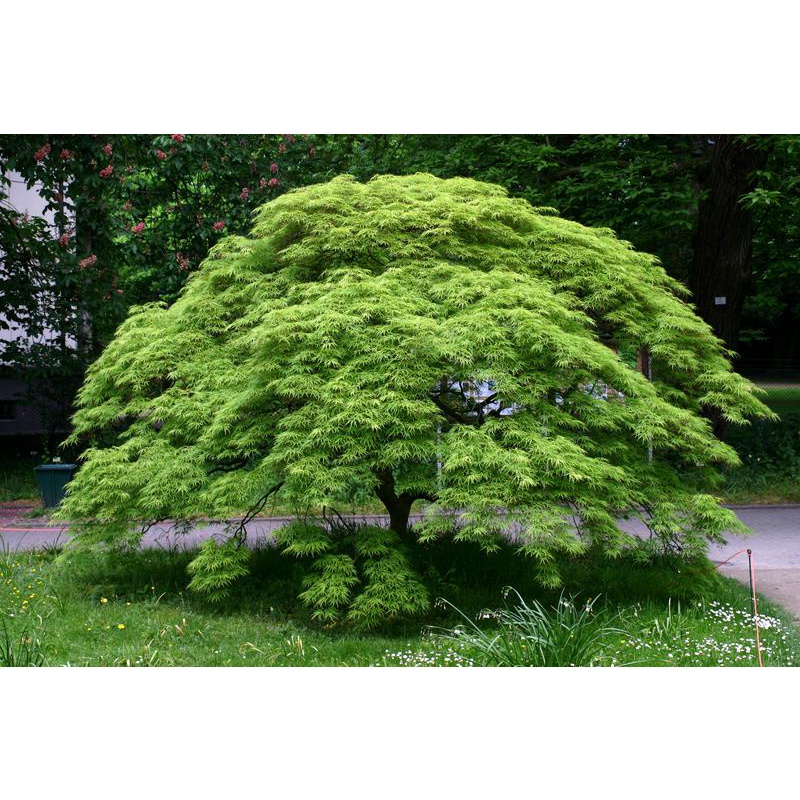 KLON PALMOWY ODM. ZIELONOLISTNA (ACER PALMATUM) 10 NASION