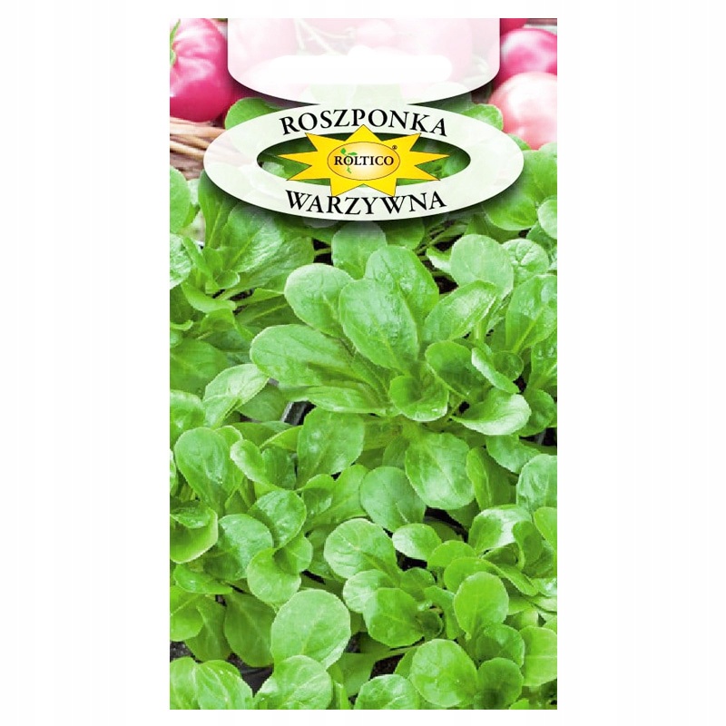 ROSZPONKA BOGATA W WITAMINY ROŚLINA NASIONA