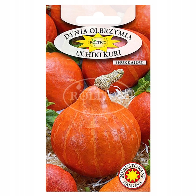 DYNIA OLBRZYMIA UCHIKI KURI (HOKKAIDO) 3g