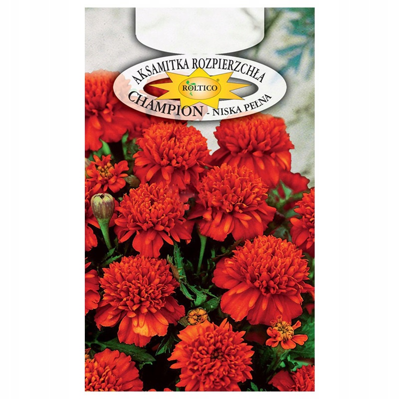 AKSAMITKA CHAMPION CZERWONA PIĘKNY KWIAT NASIONA