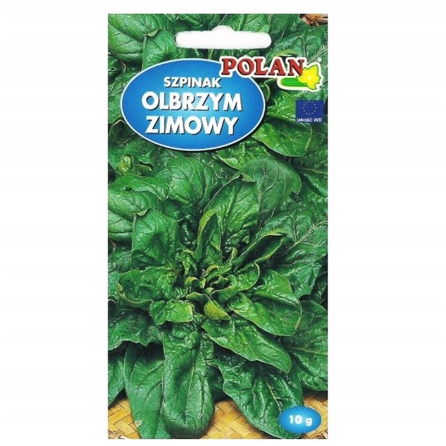 Polan Szpinak olbrzymi zimowy Spinacia oleracea 10g