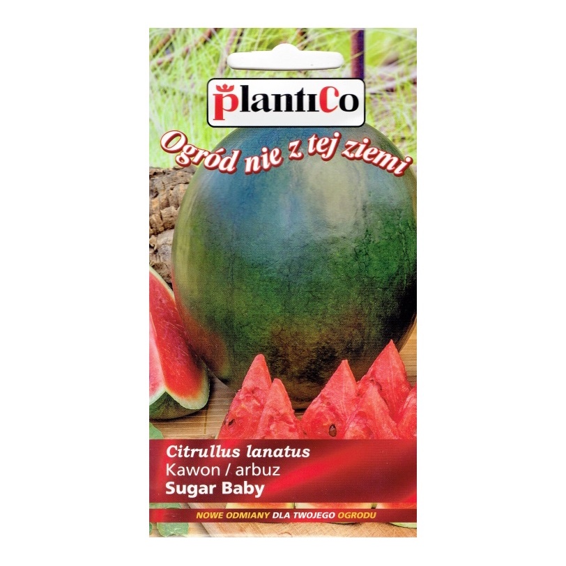 Plantico Arbuz Kawon SugarBaby