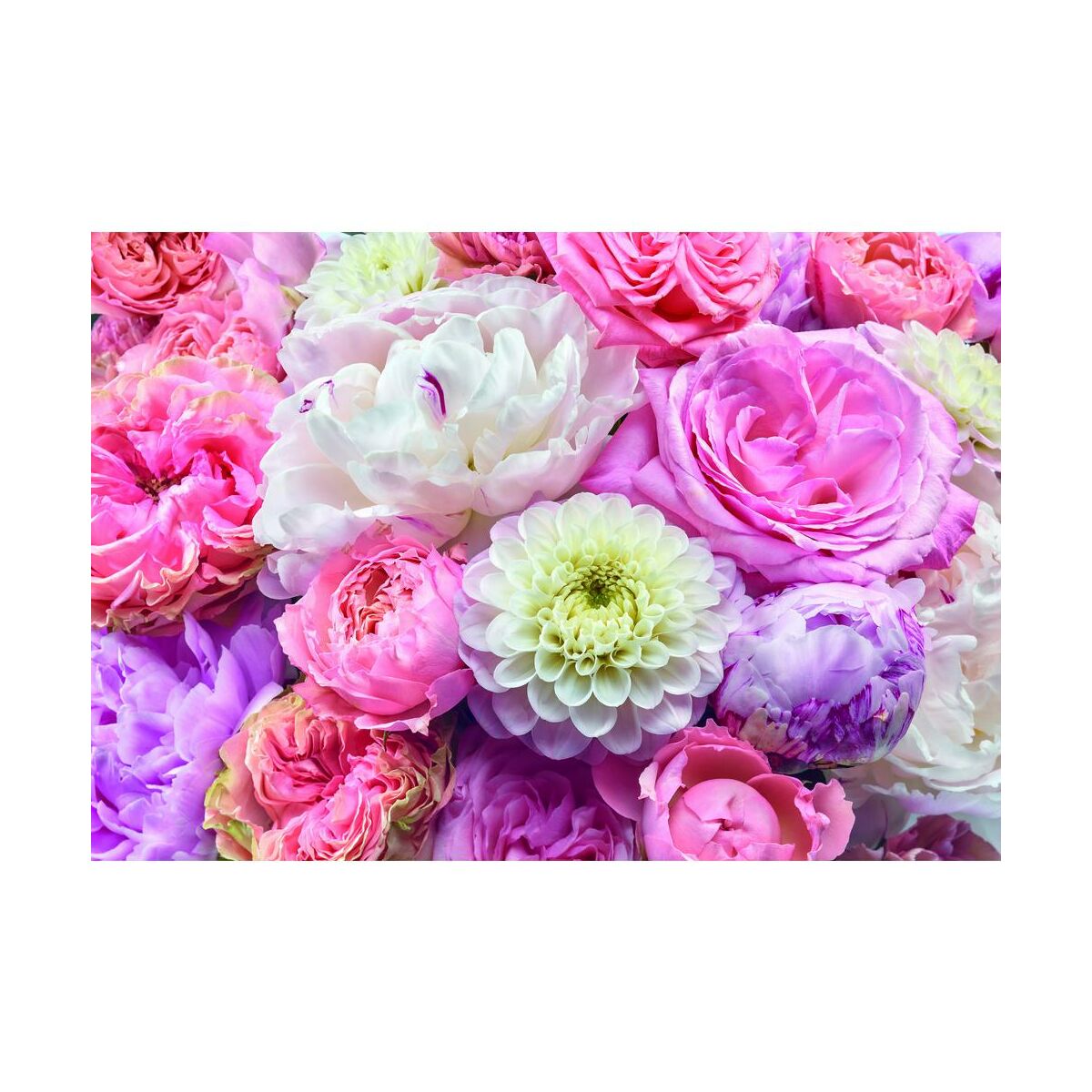 Fototapeta Wiosna różowe kwiaty 368 x 254 cm