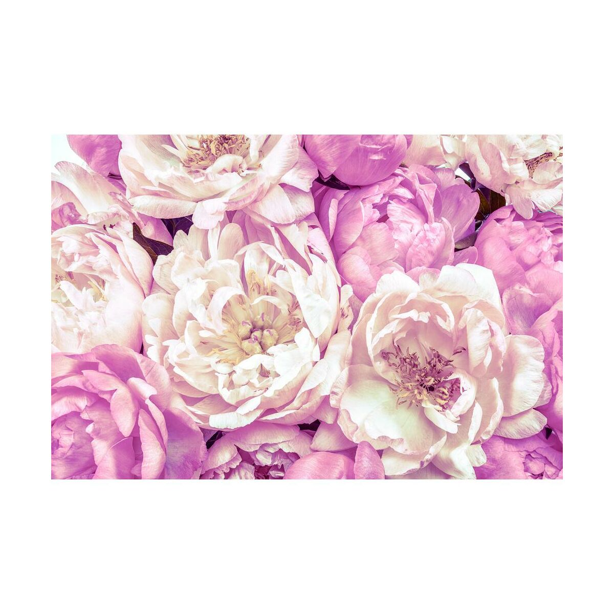 Fototapeta Peonies 368 x 248 cm