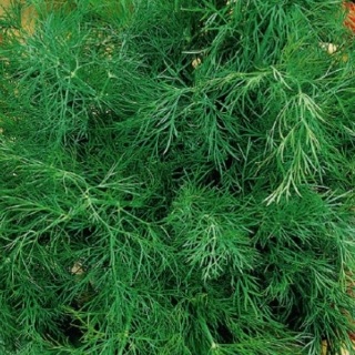 KOPER OGRODOWY SZMARAGD 500G PL914/32/83/K785