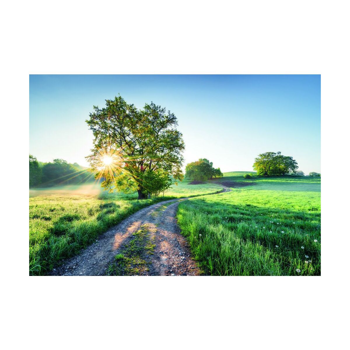 Fototapeta Łąka 368 x 254 cm