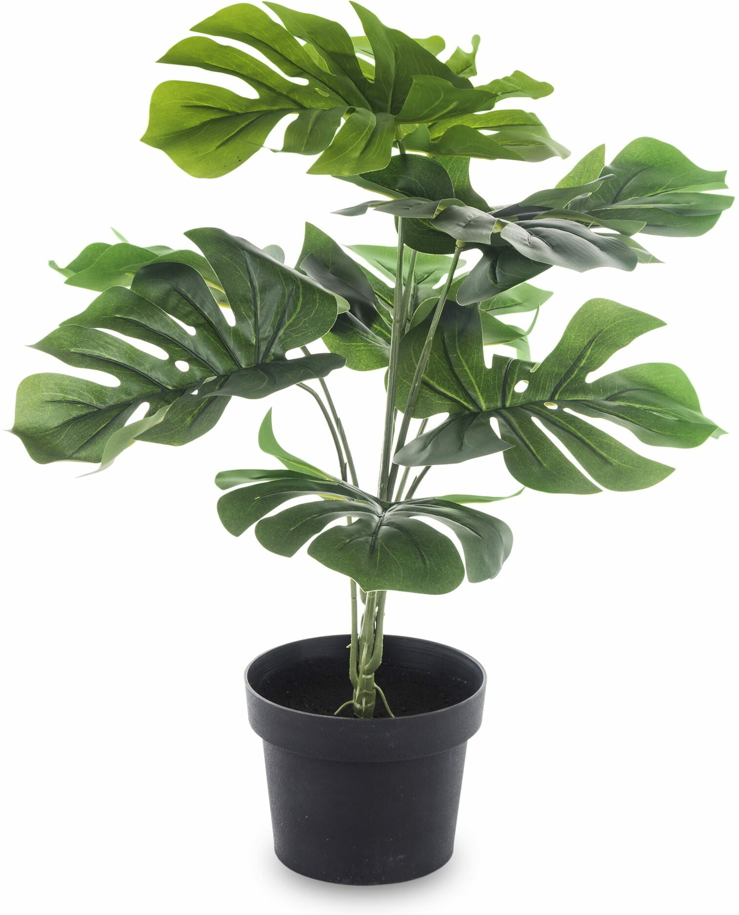 Roślina Dekoracyjna 50,8x50 146395