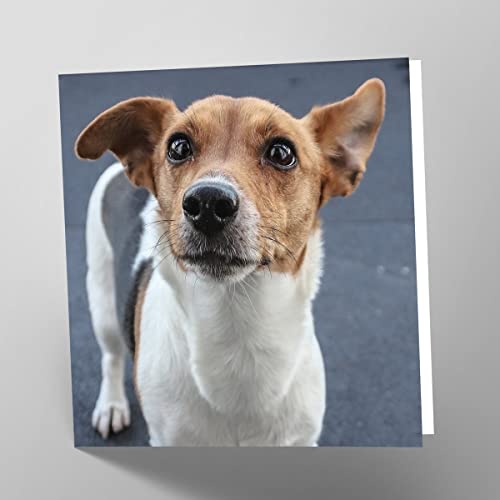 Maturi Pusta kartka z życzeniami z obrazem psa Jack Russell