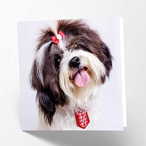 Maturi Pusta kartka z życzeniami z obrazem psa Shih Tzu