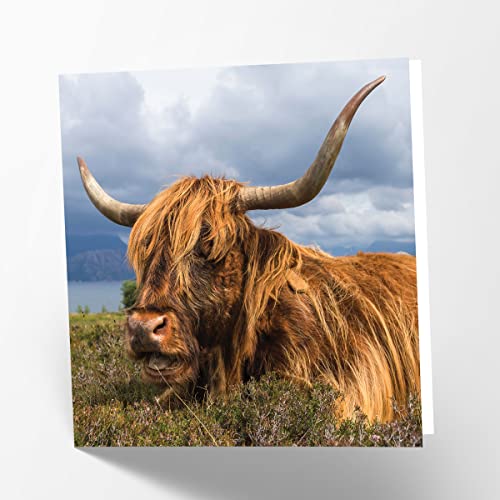 Maturi Pusta kartka z życzeniami z motywem krowa Highland