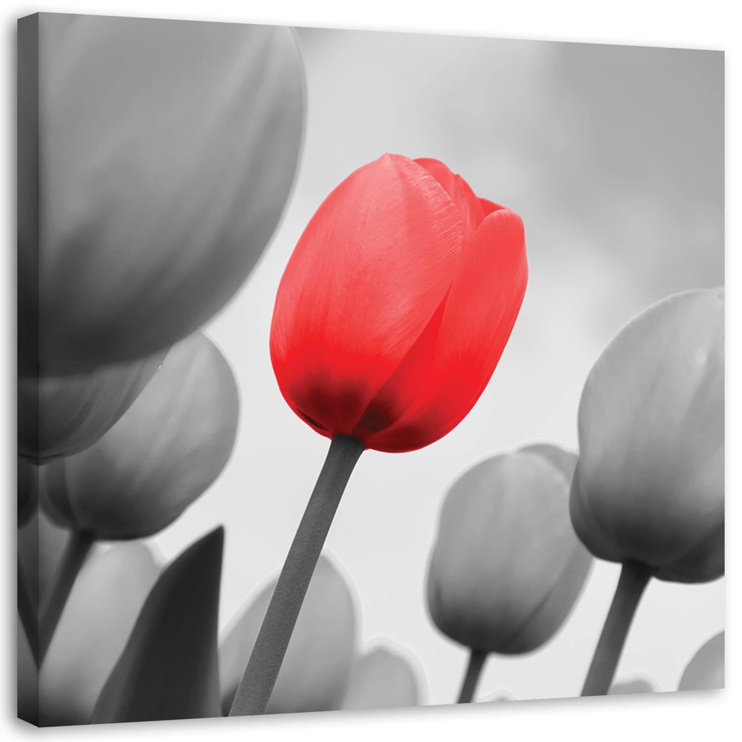 Obraz na płótnie, Czerwony tulipan w szarości (Rozmiar 60x60)