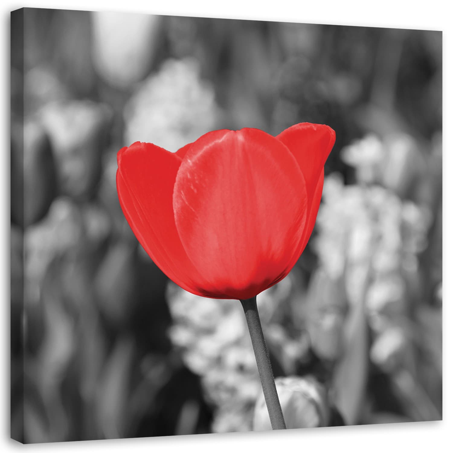 Obraz na płótnie, Czerwony tulipan na łące (Rozmiar 30x30)