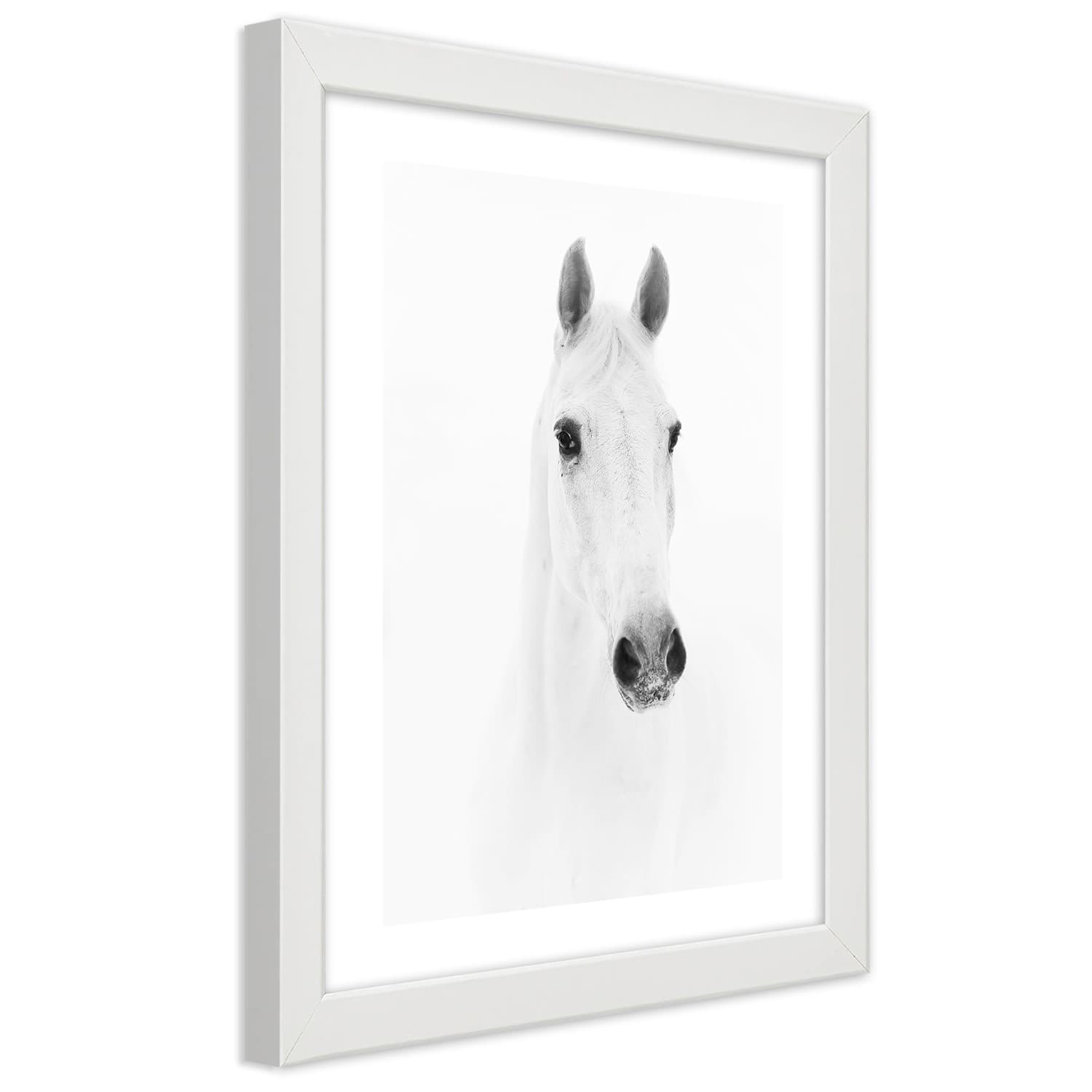 Plakat w ramie białej, Siwy koń (Rozmiar 60x90)