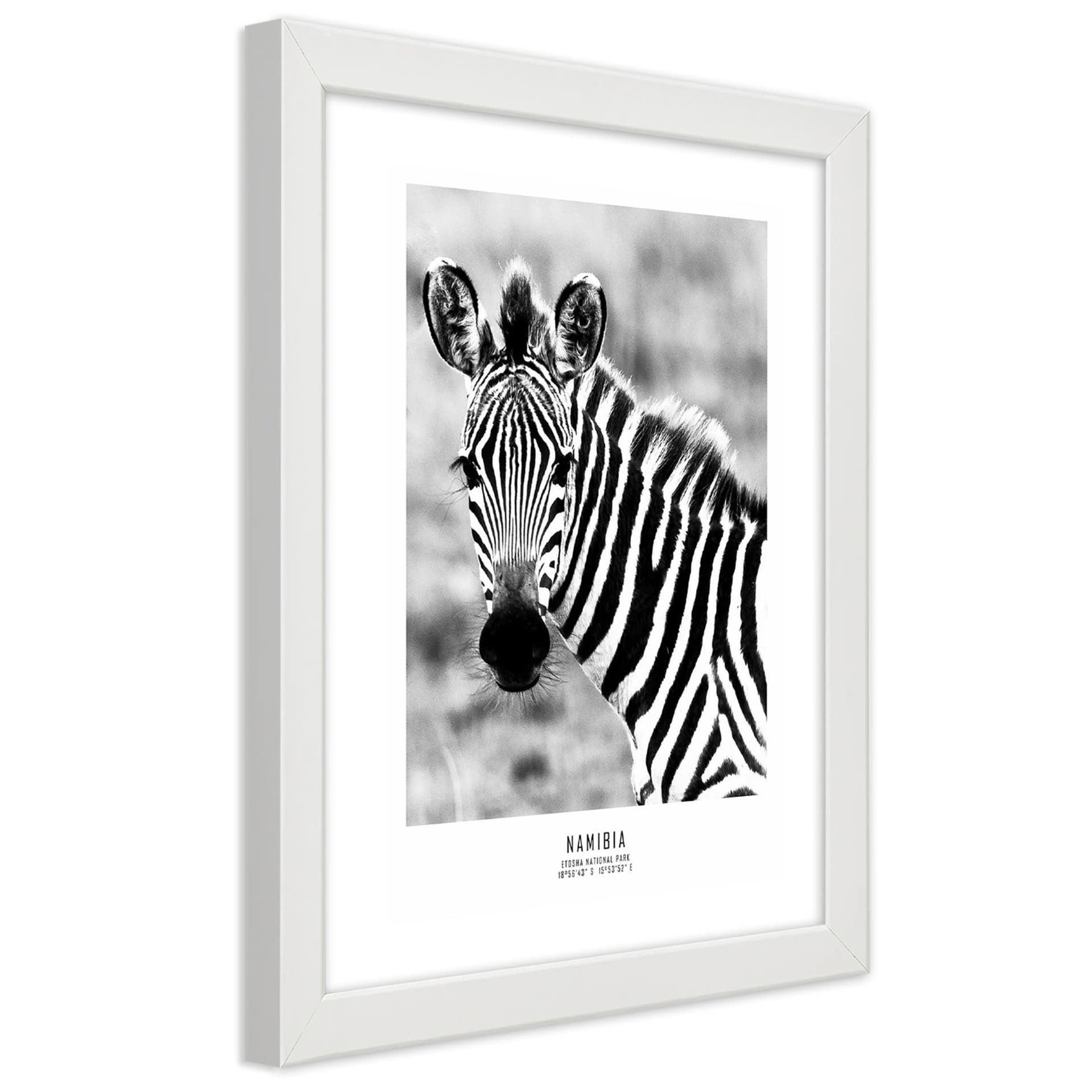 Plakat w ramie białej, Ciekawska zebra (Rozmiar 40x60)