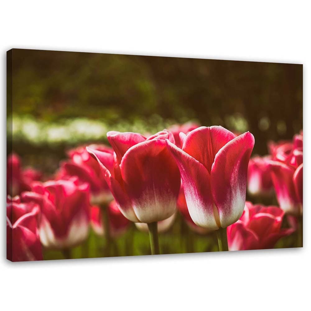 Obraz na płótnie, Kwitnące tulipany (Rozmiar 120x80)