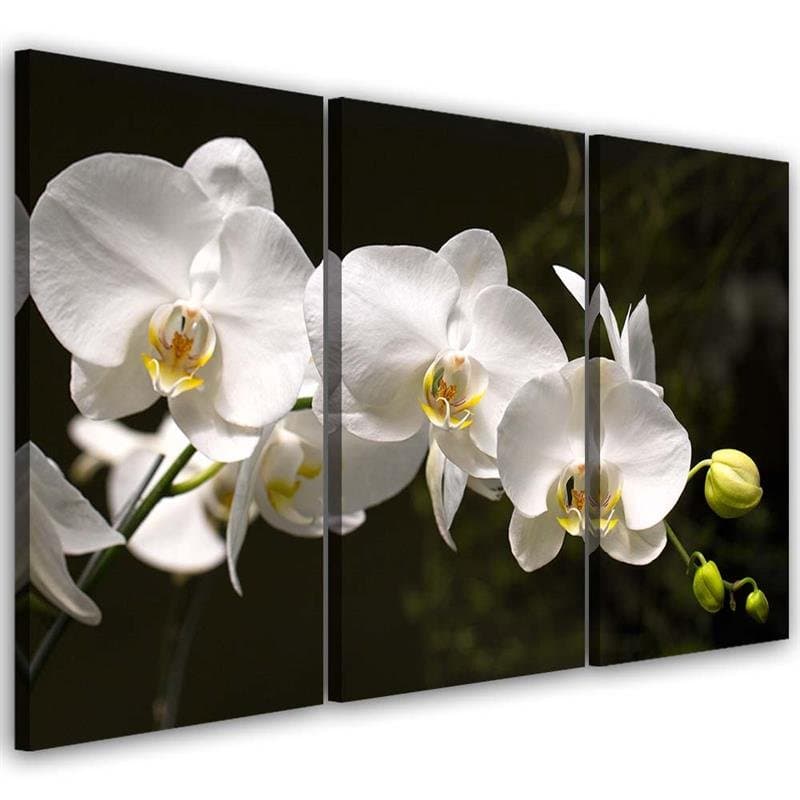Obraz trzyczęściowy na płótnie, Biała orchidea (Rozmiar 60x40)