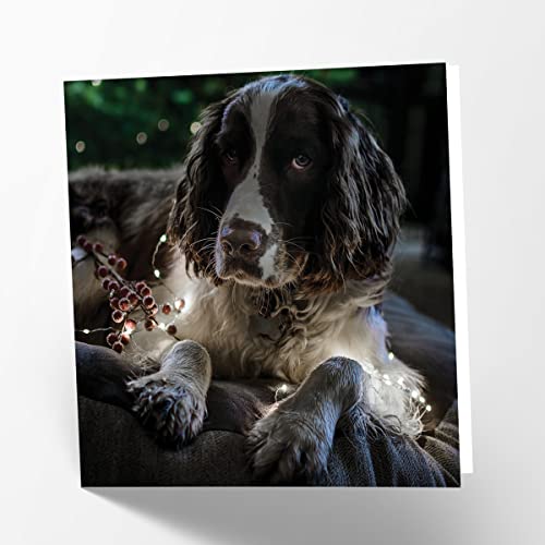 Maturi Pusta kartka z życzeniami z obrazem psa Springer Spaniel