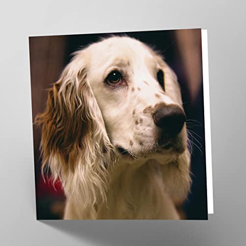 Maturi Pusta kartka z życzeniami z obrazem psa Springer Spaniel