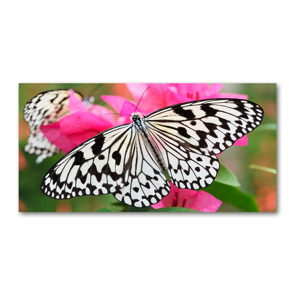 Foto-obraz szkło akryl Motyl na kwiatku
