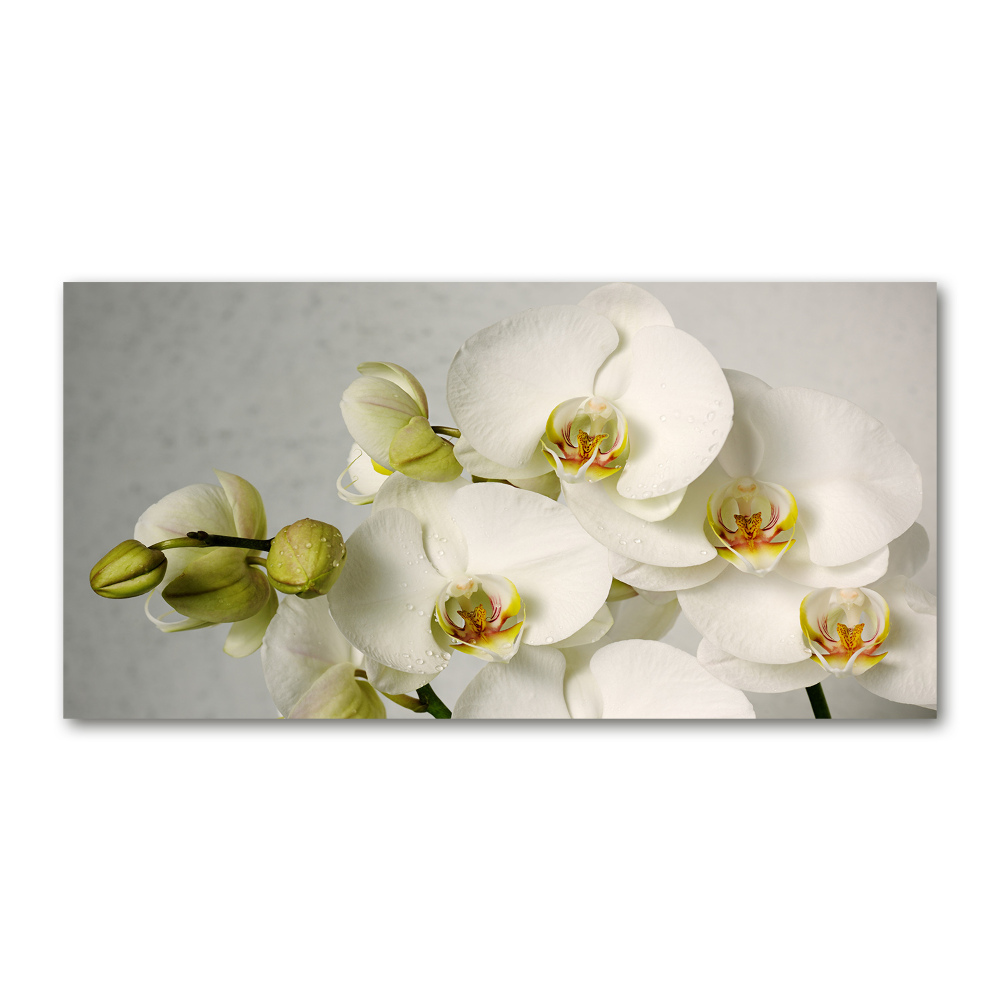 Foto obraz szkło hartowane Biała orchidea