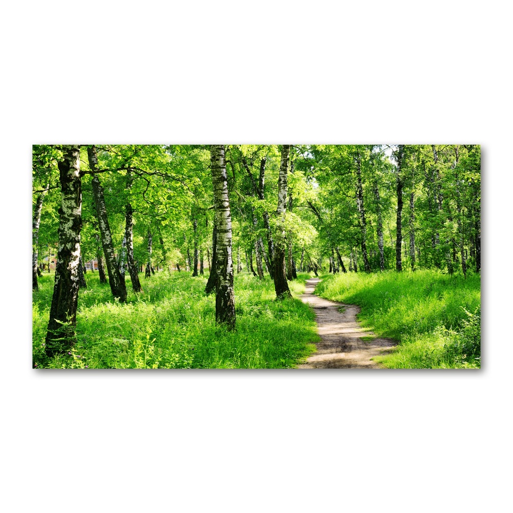 Foto obraz szkło hartowane Brzozowy las