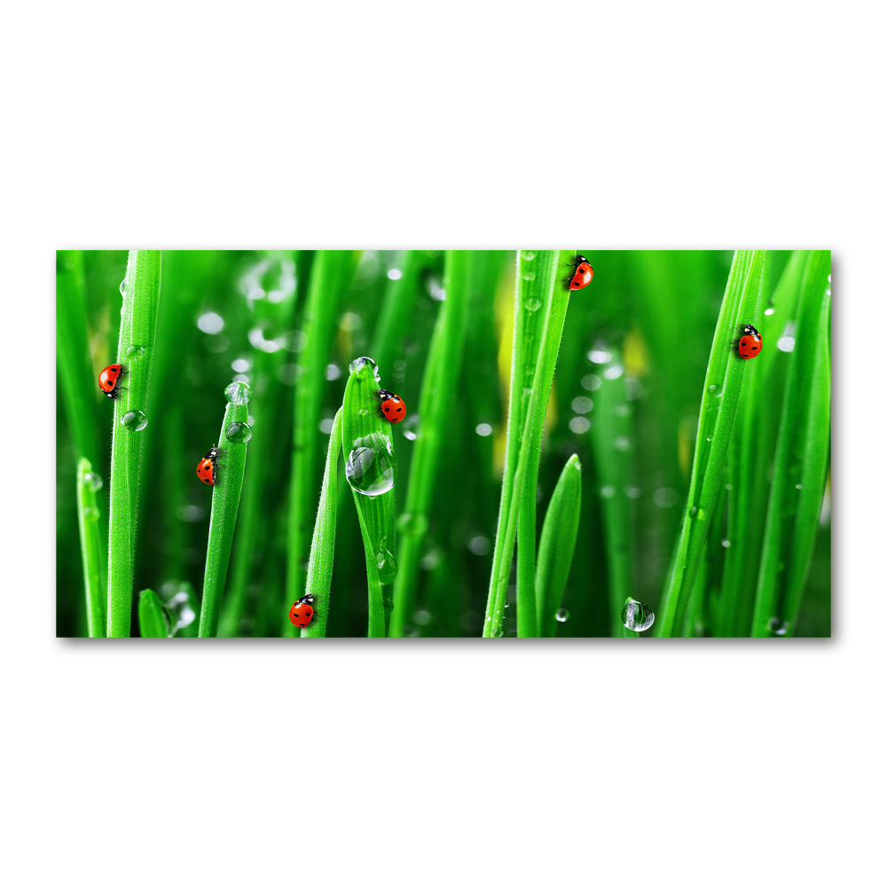 Foto obraz szklany Biedronki na trawie