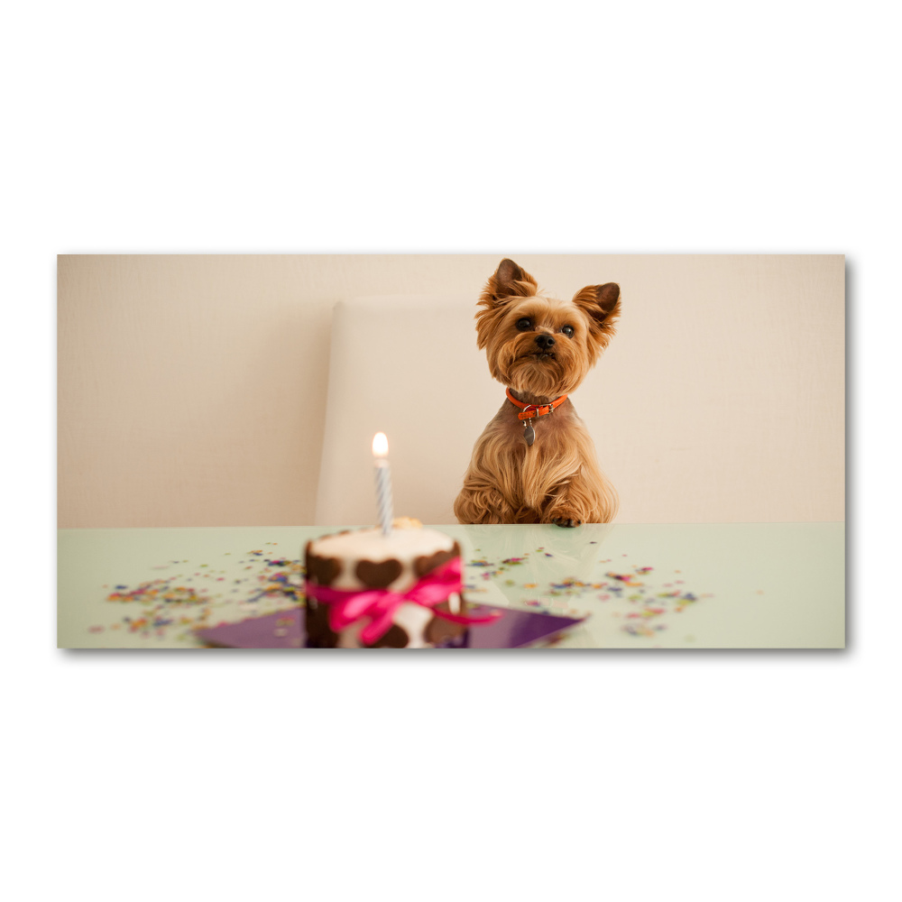 Foto-obraz szkło hartowane Pies z tortem