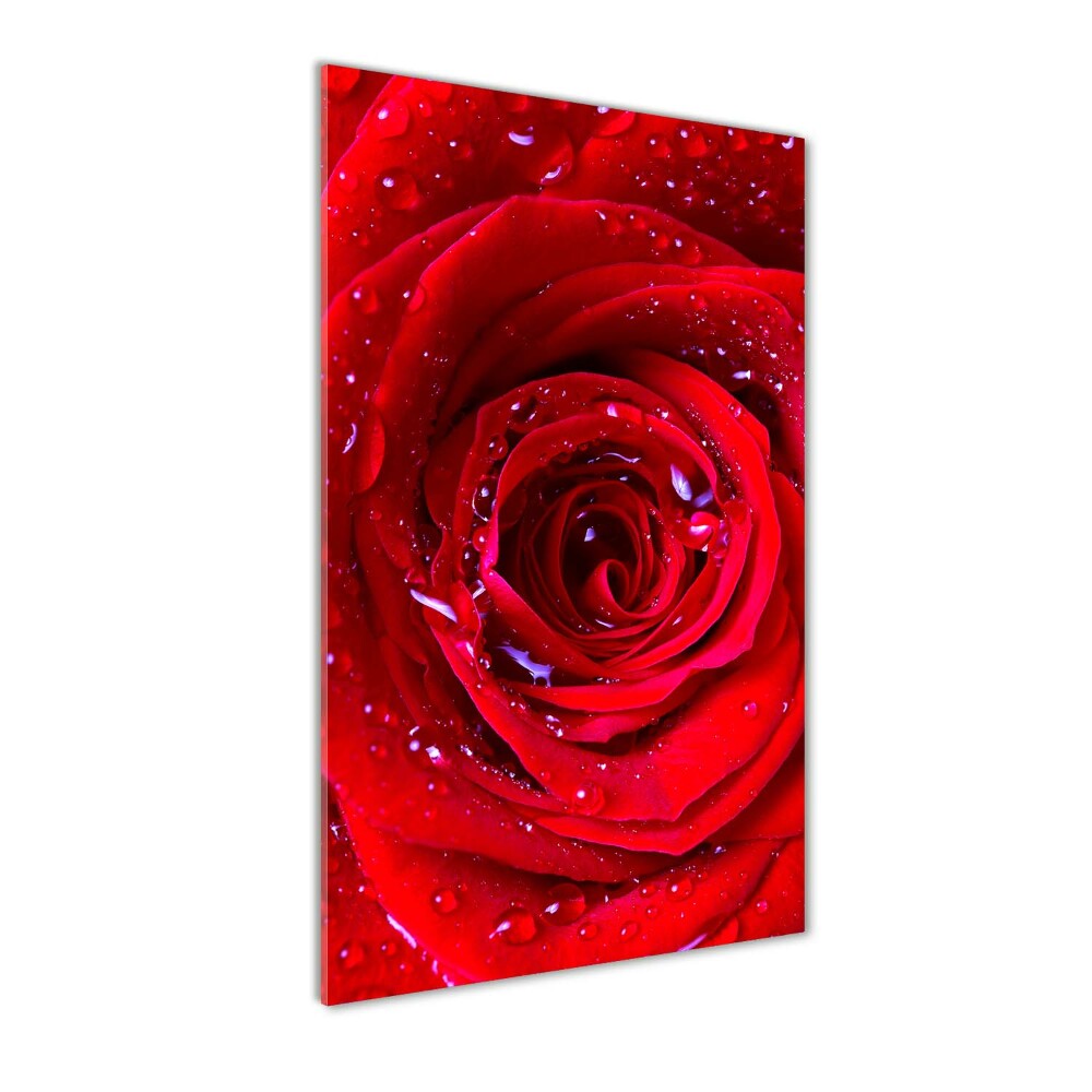 Foto obraz szkło hartowane Czerwona róża