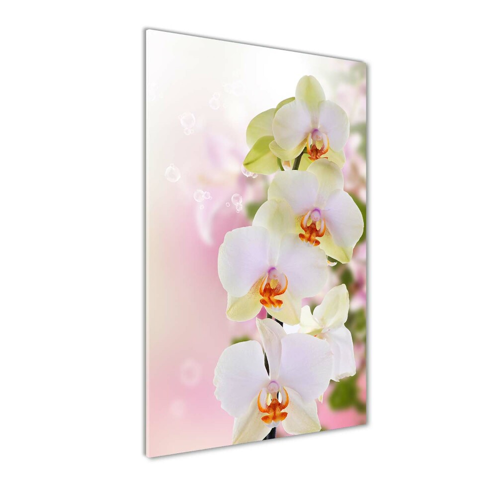 Foto obraz zdjęcie na szkle Biała orchidea
