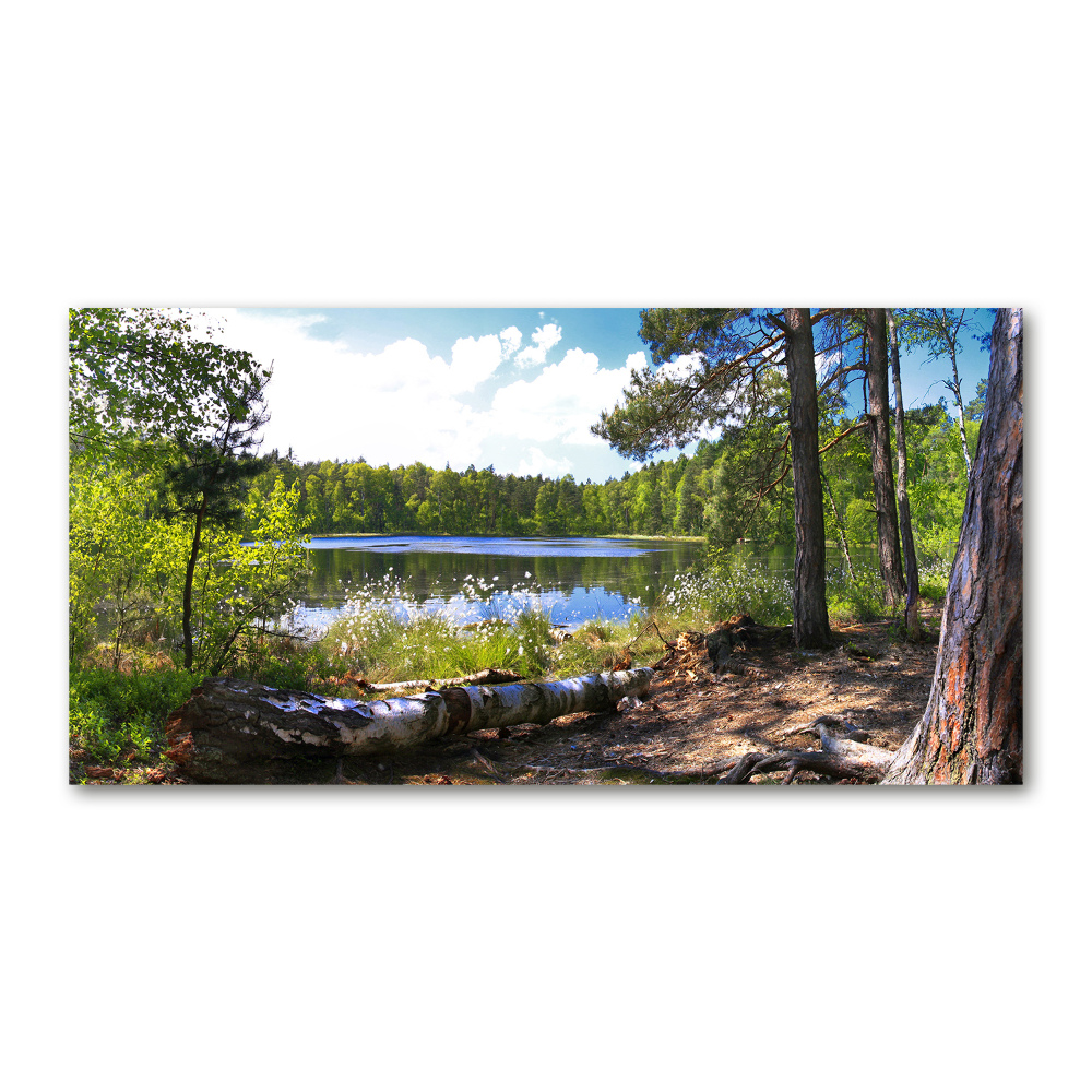 Foto obraz szkło hartowane Leśna panorama