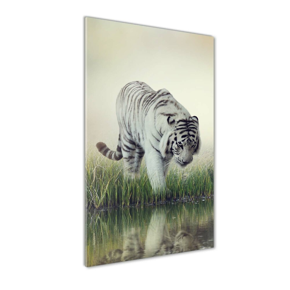 Foto obraz szkło hartowane Biały tygrys