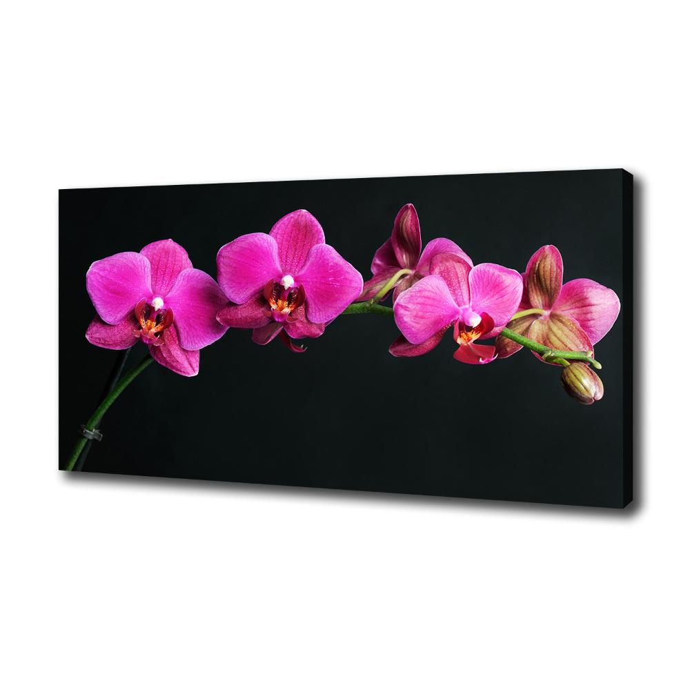 Foto obraz canvas Orchidea