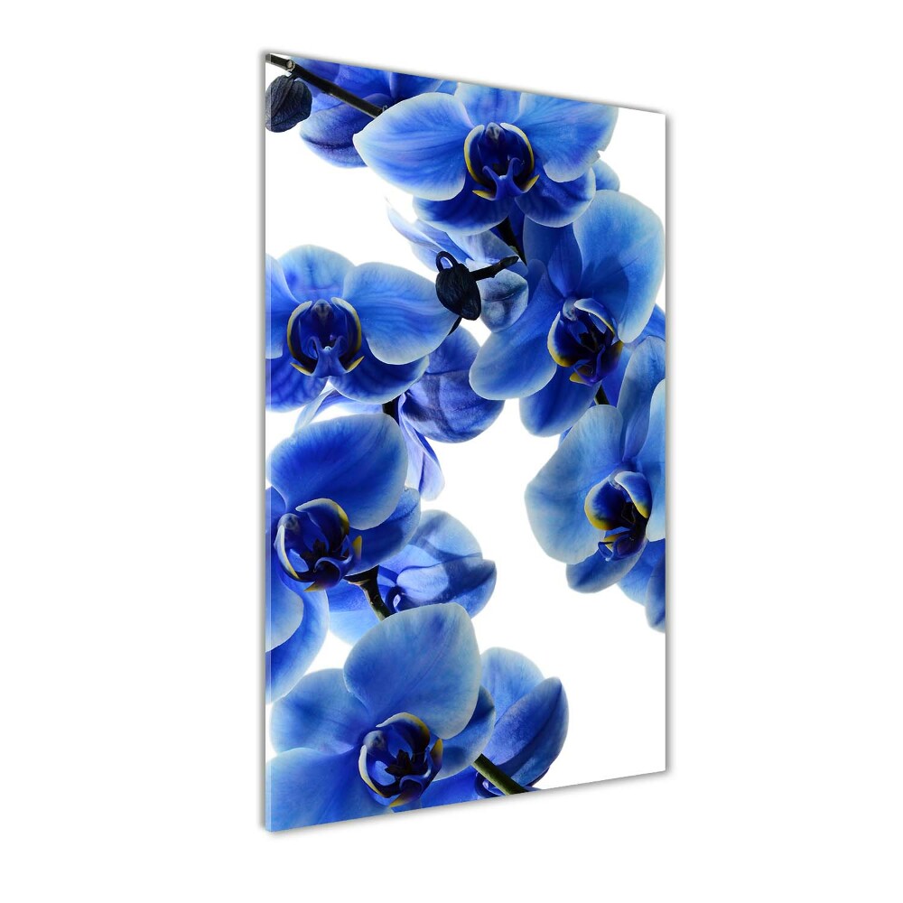Foto obraz na szkle pionowy Niebieska orchidea