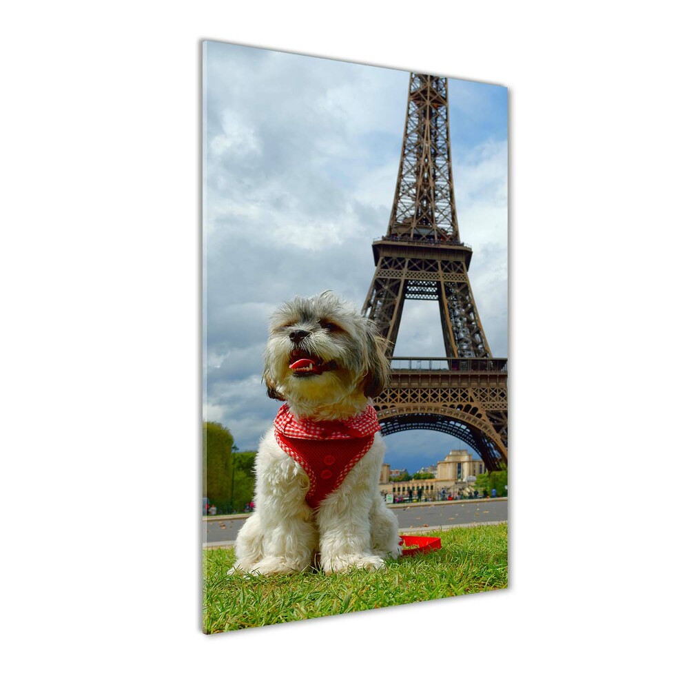 Foto obraz szkło hartowane pionowy Pies w Paryżu